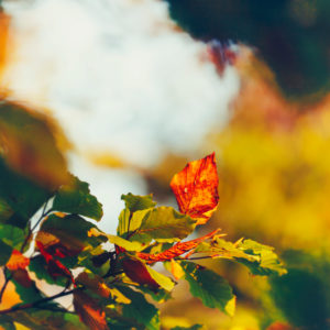 Autumn leaves, close-up Autumn leaves, close-up